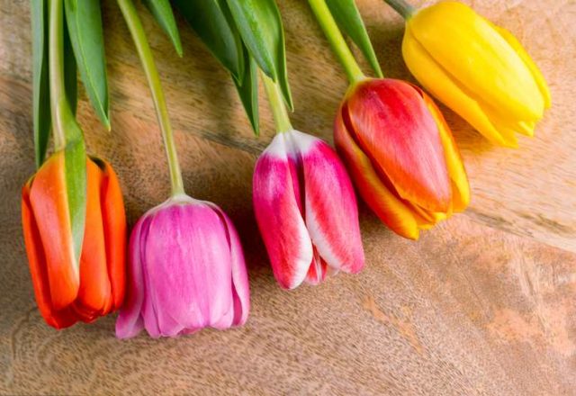 Różnorodność odmian i grupowanie tulipanów - charakterystyka i różnice