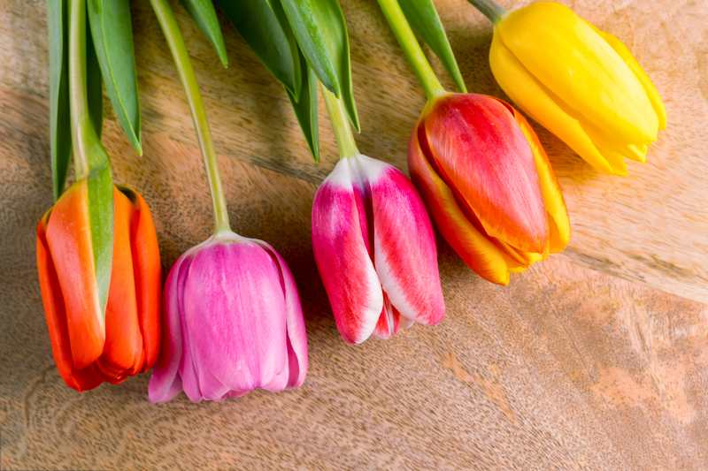 Różnorodność odmian i grupowanie tulipanów - charakterystyka i różnice