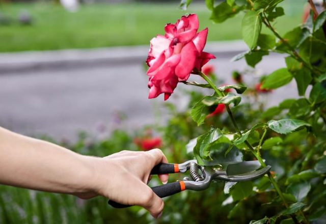 Jak prawidłowo przenieść różę do nowego miejsca w ogrodzie – porady i optymalny czas na przesadzenie