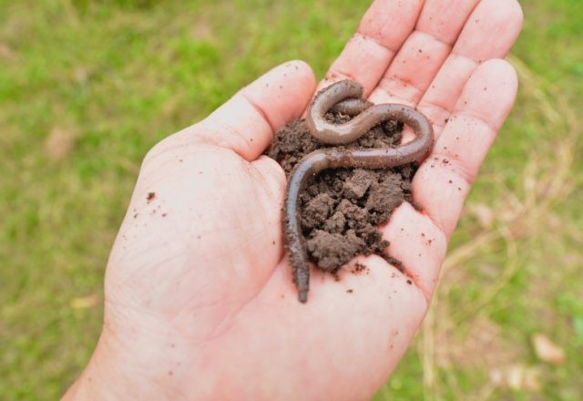 Dżdżownice ogrodowe jako specjaliści ekosystemu – tajemnice skrywane w glebie