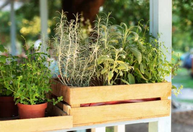 Wybór pięknych bylin do upiększenia balkonu i tarasu – przewodnik po roślinach wieloletnich